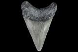 Juvenile Megalodon Tooth - Georgia #101433-1
